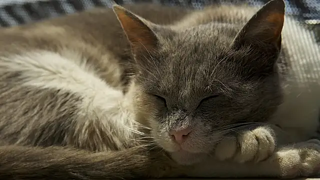 tattooed test online show from 02.11.25