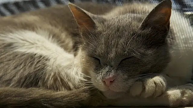 tattooed test online show from 02.18.25