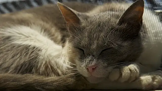 tattooed test online show from 02.27.25