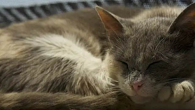 tattooed test online show from 09.10.25