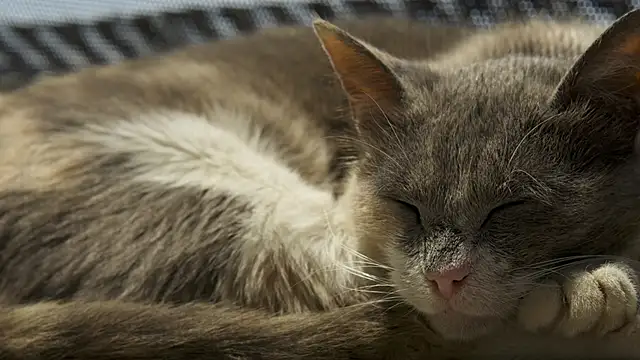 tattooed test online show from 10.03.25