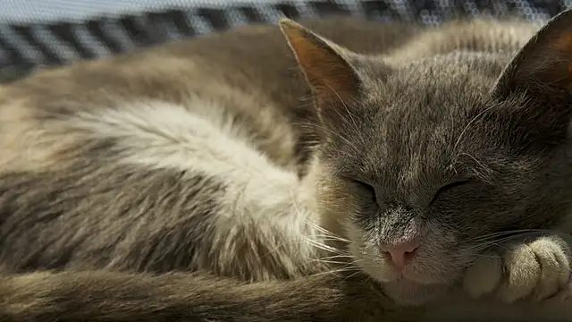 tattooed test online show from 02.24.26