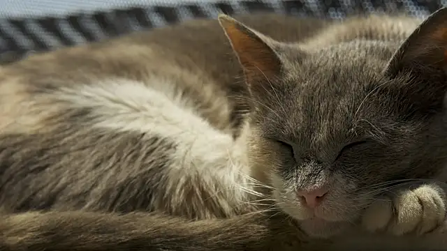 tattooed test online show from 02.27.26