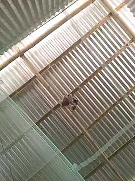 Gautambaro online show from 02.13.26