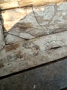 kummuduabbai online show from 03.03.26