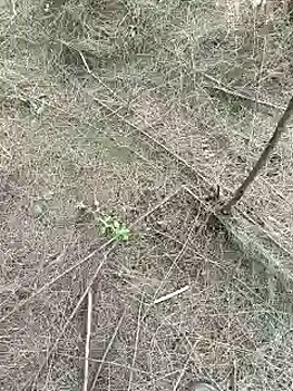 Snapshot of Gopal1243 chatting on 02.15.25 Gopal1243 online show from 02.15.25