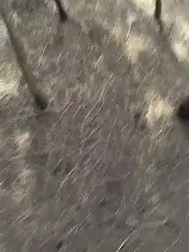 Snapshot of Gopal1243 chatting on 11.20.25 Gopal1243 online show from 11.20.25