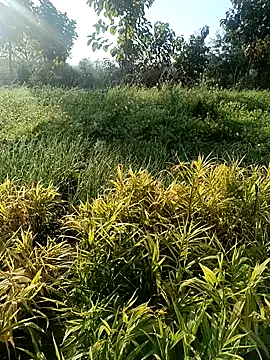 Desi Rider Aadi online show from 12.30.24