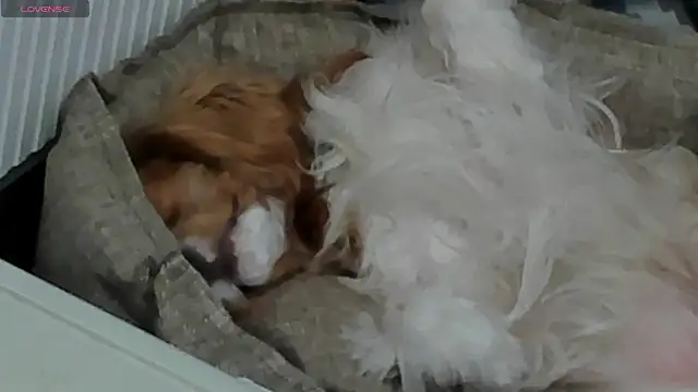 Snapshot of Peggy_Beauty chatting on 02.11.25 Peggy Beauty online show from 02.11.25